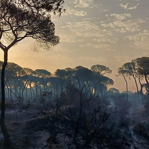 Balance del Plan Infoca 2023: menos incendios forestales en Cádiz pero más superficie quemada por los fuegos de Puerto Real, Tarifa y Algeciras